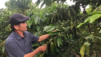 Giá cà phê hôm nay 6/7/2025: Tiếp tục tăng giá