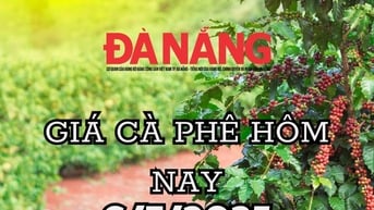 Giá cà phê hôm nay 6/7/2025: Đồng loạt tăng gần 1.000 đồng/kg