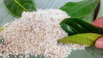Hương vị quê hương: Ăn khoai chà 'tám' chuyện cũ