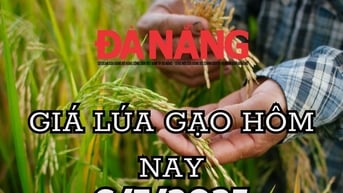 Giá lúa gạo hôm nay 6/7/2025 OM 18 tăng 300, đột phá giữa bão giá âm