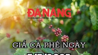 Giá cà phê hôm nay 7/7/2025: Mưa dầm thấm lâu hay sắp có cú hích lớn