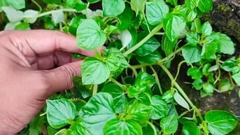 Việt Nam: Nghề tay trái hái lá cây trên hàng rào, thu hàng triệu đồng chỉ sau 2 tháng