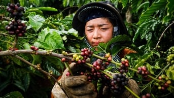 Giá cà phê biến động trái chiều, nông dân lăn tăn giữa bán và giữ hàng