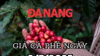 Dự báo giá cà phê ngày mai 9/7/2025 Nguồn cung "kiệt" vực dậy giá