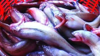 Bắt cá khoai ở biển Cà Mau