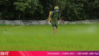 Khẩn cấp phòng trừ dịch hại trên cây trồng vụ hè thu