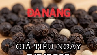 Giá tiêu hôm nay 7/7/2025 Đắk Lắk vẫn ngạo nghễ giữ vững đỉnh giá tiêu