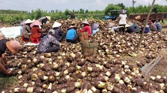 Đủ chuẩn, khoai môn vươn xa