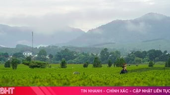Sáng tinh khôi nơi đồi chè miền biên giới