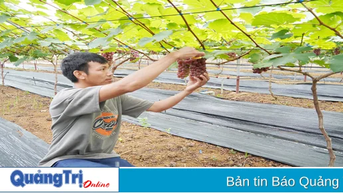 Vườn nho chín hút khách du lịch