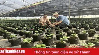 “Cầu nối” trong sản xuất và tiêu thụ nông sản