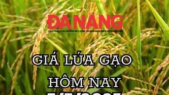 Giá lúa gạo hôm nay 7/7/2025: Giá lúa gạo nội địa và xuất khẩu ngủ yên đầu tuần
