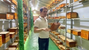 Bắt ong “định cư”