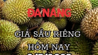 Giá sầu riêng hôm nay 8/7/2025: Giảm mạnh toàn quốc, Việt Nam đối mặt cạnh tranh khốc liệt