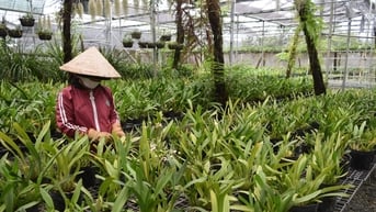Thành công từ trồng lan vũ nữ