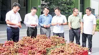 Doanh nghiệp tri ân công nhân bằng... vải thiều