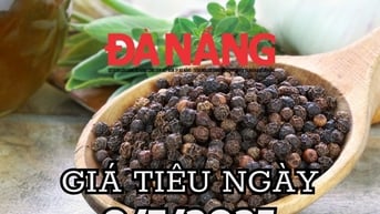 Dự báo giá tiêu ngày mai 9/7/2025 phục hồi lại bởi mùa mưa đến muộn