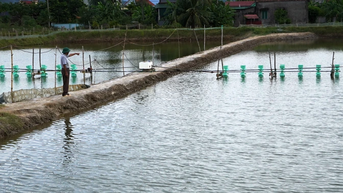 Nhiều diện tích tôm nuôi bị dịch bệnh