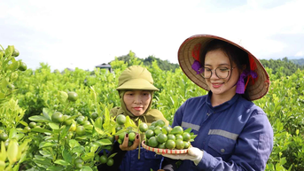 Trồng quất trên đất ruộng mang lại thu nhập ổn định