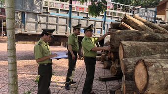 3 hình thức kiểm tra, truy xuất nguồn gốc lâm sản