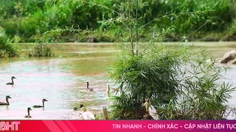 Độc đáo vườn chim giữa lòng đô thị trung tâm Hà Tĩnh