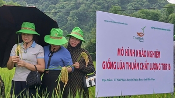 Trình làng giống lúa Japonica mới từ ThaiBinh Seed: TBR16