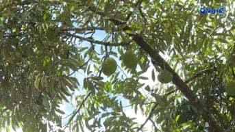Người Co Tây Trà trồng sầu riêng