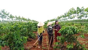 Giá cà phê hôm nay 8/7/2025: Tăng không đáng kể