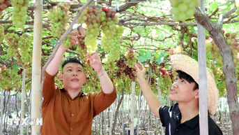Nghiên cứu 230 giống nho mới, Khánh Hòa mở rộng diện tích nho chất lượng cao