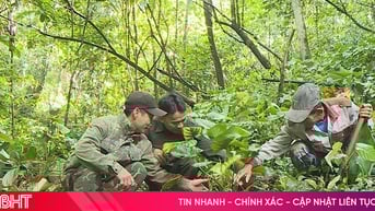 Trồng thiên niên kiện vừa bảo vệ rừng, vừa nâng cao thu nhập