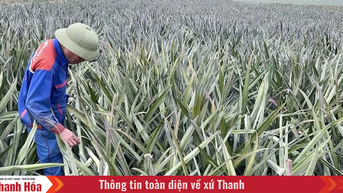 តម្លៃ​ម្នាស់​ឆៅ​ឡើង​ថ្លៃ អាជីវកម្ម​ជួប​ការ​លំបាក