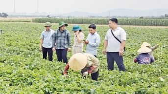Khai thác vùng đất bãi ven sông Đuống