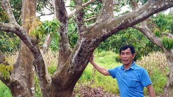 រដូវផ្លែឈើផ្អែម