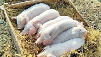 Giá heo hơi ngày 9/7/2025: Đồng loạt giảm trên toàn quốc