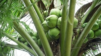 Sở hữu 22 triệu cây dừa sau hợp nhất, Vĩnh Long tính chuyện tăng kim ngạch xuất khẩu