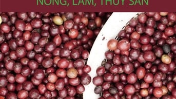 Bản tin Thị trường Nông lâm thủy sản số ra ngày 31/7/2025