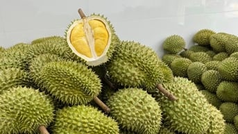 Giá sầu riêng hôm nay 10/8: Sụt giá không phanh ở nhiều tỉnh, nhưng có nơi vẫn đạt mức khủng