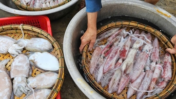 Thị trường Thái Lan 'ghiền' mực, bạch tuộc của Việt Nam, sản phẩm nào 'nóng' nhất?
