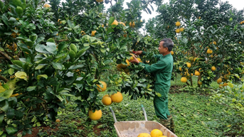 Nâng tầm bưởi đặc sản