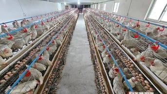 Sau hơn 1 năm 'gồng lỗ', người nuôi gà ở Nghệ An thở phào vì giá trứng tăng kỷ lục