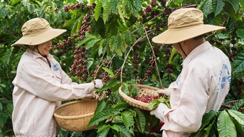 កាហ្វេ ដាកឡាក់៖ ទីតាំងកើនឡើងពីតំបន់លូតលាស់ស្តង់ដារ