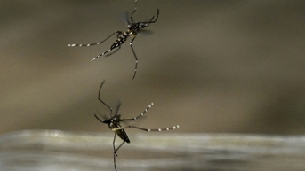 Dấu hiệu nhận biết bệnh Chikungunya và cách phòng bệnh