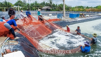 Khi "thủ phủ tôm" căng buồm ra biển lớn - Bài 1: Nhân đôi thế mạnh