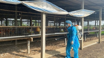 Tây Ninh: 92 cơ sở chăn nuôi đạt chứng nhận an toàn dịch bệnh