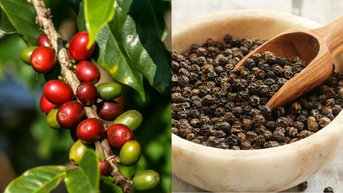 ថ្ងៃទី 12 ខែសីហា៖ តម្លៃកាហ្វេកើនឡើងបន្តិចពី 100-200 ដុង/គីឡូក្រាម តម្លៃម្រេចនៅតែមិនផ្លាស់ប្តូរ