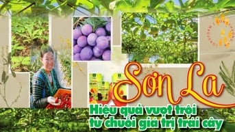 Longform | Sơn La: Hiệu quả vượt trội từ chuỗi giá trị trái cây 