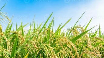 Giá lúa gạo hôm nay 12/8: Gạo nguyên liệu nhích giá