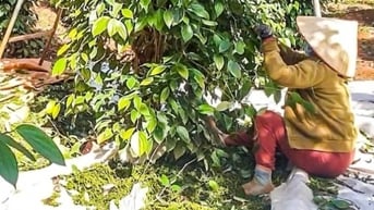 Giá tiêu duy trì đà tăng, doanh nghiệp kỳ vọng giá sẽ còn tốt