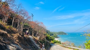Cù Lao Chàm mùa hoa ngô đồng