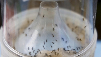 3 biện pháp phòng bệnh chikungunya
